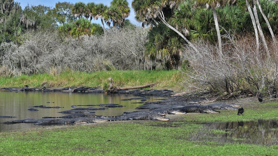 GATORS AT MYAKKA RIVER STATE PARK