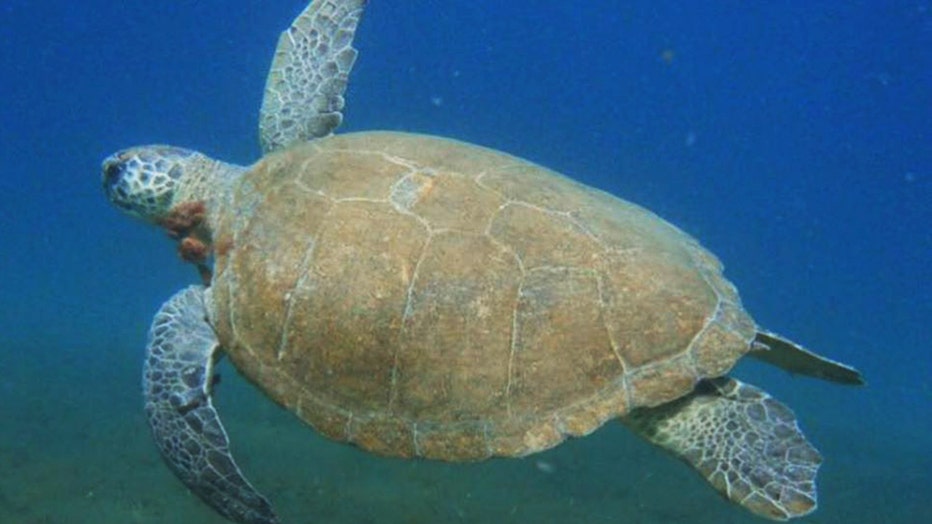 Turtle's flipper amputated after 'severe entanglement' in fishing line ...