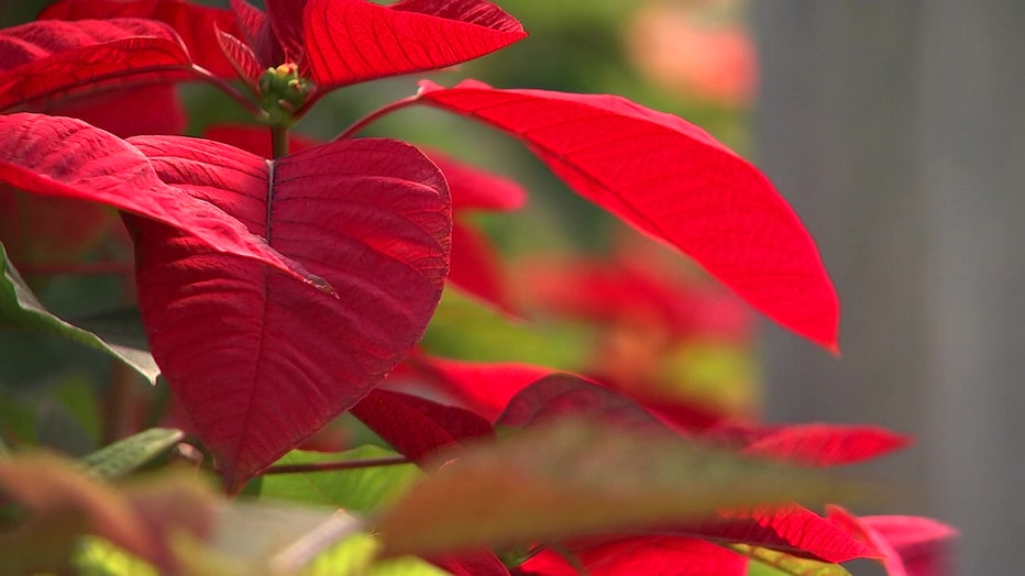 Poinsettias 