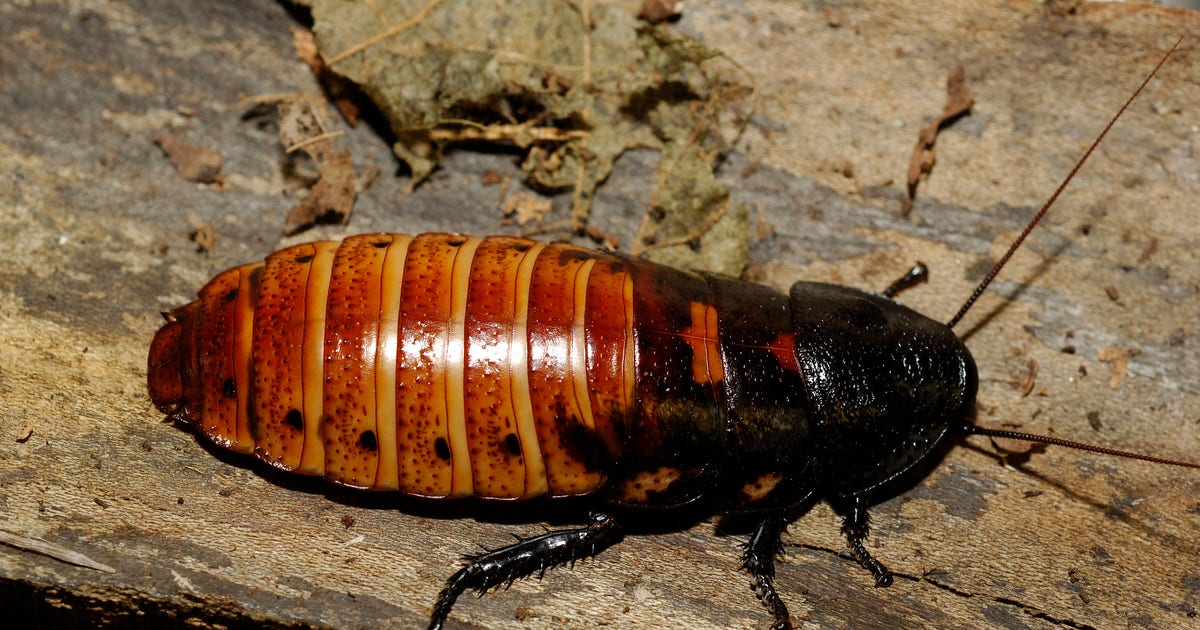 Rose Cockroach Hiss from a rose: Bronx Zoo lets you name a roach after loved one (or ...