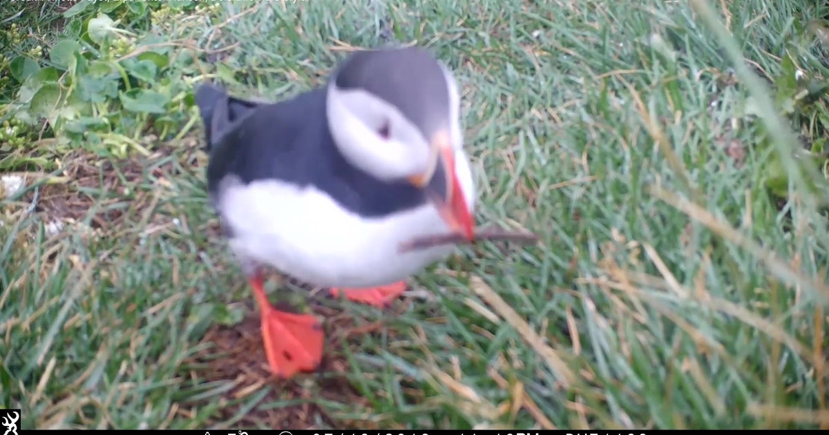 Puffins Using Sticks Puffin scratching itself with stick may be first evidence of seabird ...