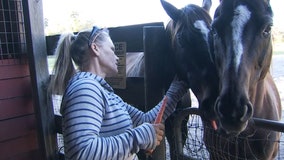 Horse owners warned to stay vigilant after another suspected slaughter attempt