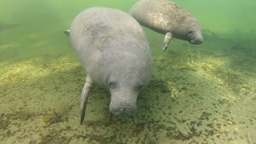 Disappearing seagrass at Florida lagoons hurting beloved manatees