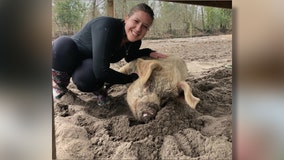 South Carolina animal sanctuary seeking volunteer swine snugglers