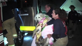 Firefighters rescue 90-pound puppy trapped underground