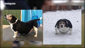 Dog that lost 50 pounds gets new “leash” on life
