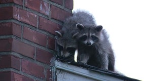 Third rabid raccoon leads to rabies alert extension in Polk County