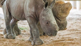 Endangered southern white rhino calf born at ZooTampa