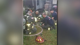 Firefighters save eight cats from house fire