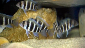 Louisiana man charged after swim in Bass Pro Shop aquarium: reports