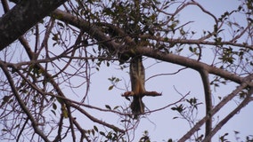 Cold-stunned iguanas are actually falling from South Florida trees