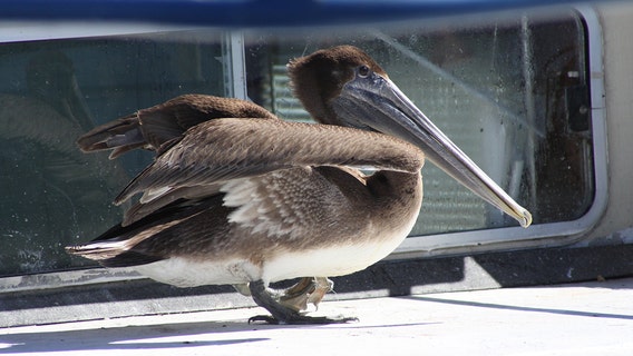 Florida wildlife officials asking for public's input on helping pelicans avoid fishing lines at Skyway Pier