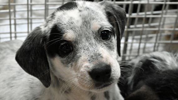 Mama dog found on side of road pulling crate filled with puppies