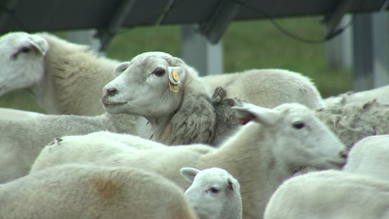 TECO hired sheep to maintain lawn at solar farm