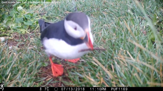 Puffin scratching itself with stick may be first evidence of seabird using tool