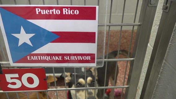 Pets from earthquake-ravaged Puerto Rico up for adoption
