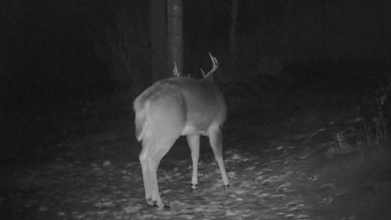 Deer caught shedding antlers in 'spectacular and unique' camera footage