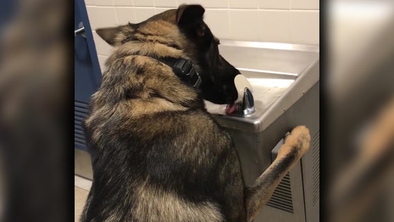 Clever K9 uses water fountain to quench his thirst