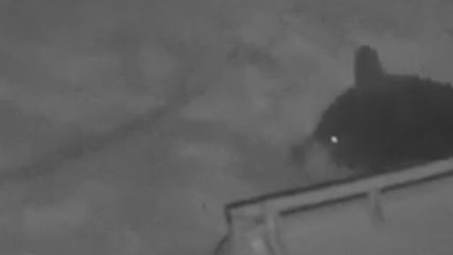 Camera catches black bear sneaking snack from Central Florida homeowner’s trash can