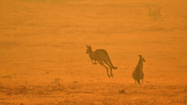 Irwin family treating hundreds of animals amid Australia wildfires: 'Everything' is being injured