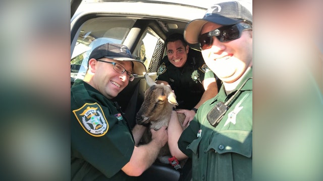 Deputies rescue goat in Manatee County on New Year’s Day