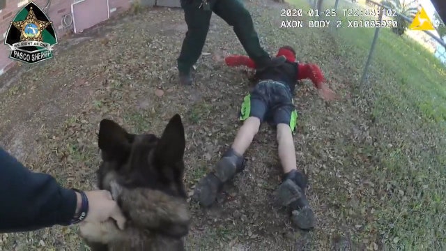Body cam video: Pasco K-9 Shep quickly takes down fleeing suspect