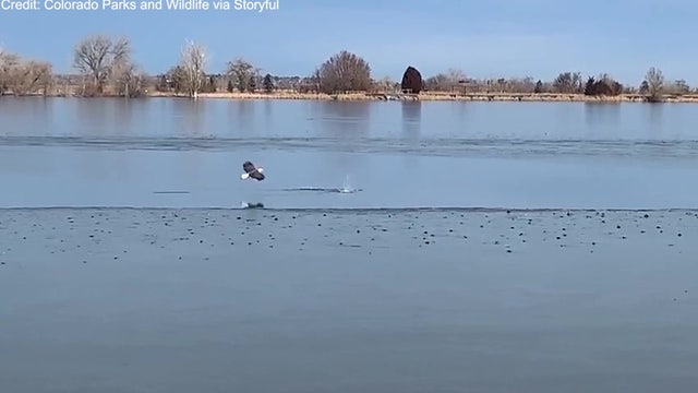 Ducks dodge eagle with their signature move 