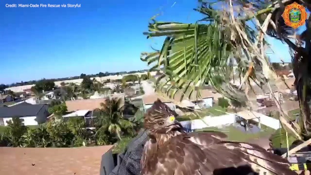 Miami firefighters rescue pet hawk from palm tree