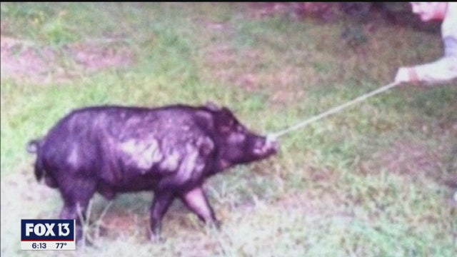 Hunting program announced to curb destruction caused by feral hogs