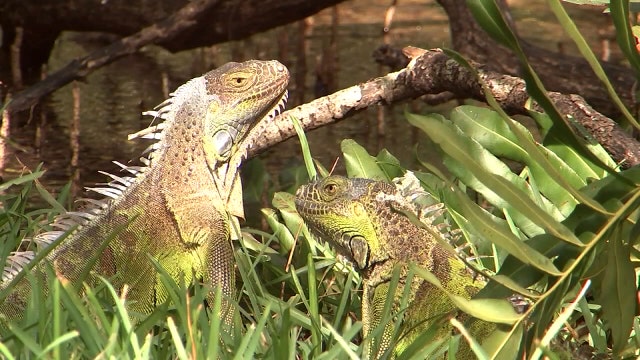 Pesky iguanas cost West Palm Beach $1.8 million in emergency repairs