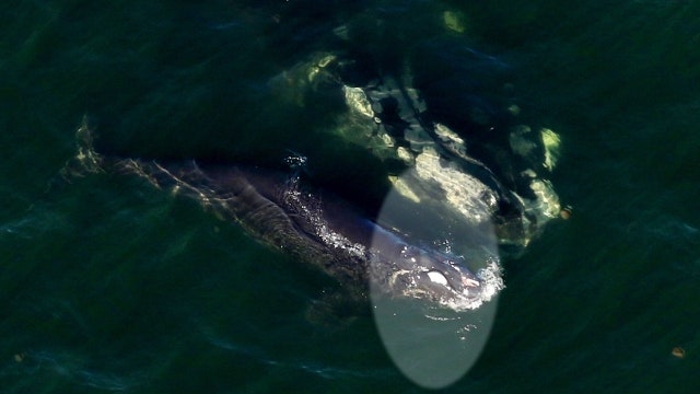 Life-threatening injures to right whale calf likely from propeller; FWC investigates