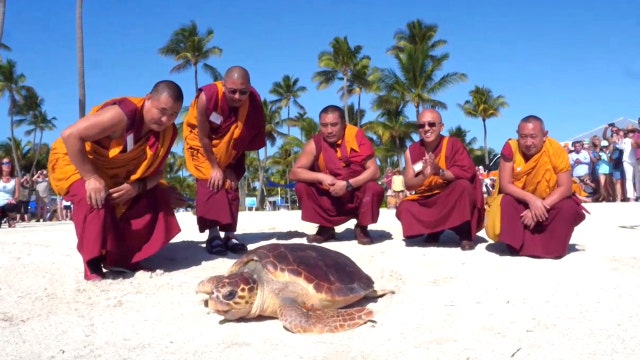 Group of Tibetan monks help release sea turtle in Florida Keys