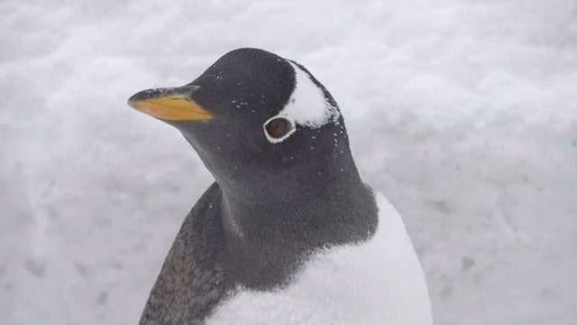 Penguins on parade in Poland