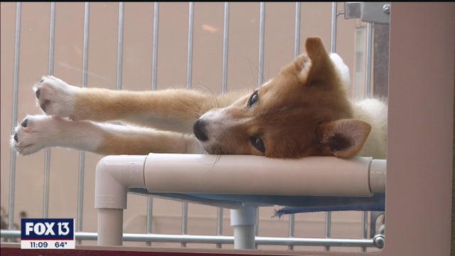 Hillsborough County looks to ban retail puppy sales