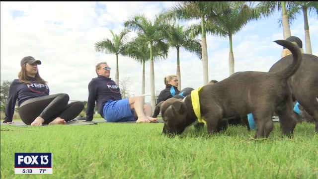 Puppies join pro athletes for yoga at IMG Academy