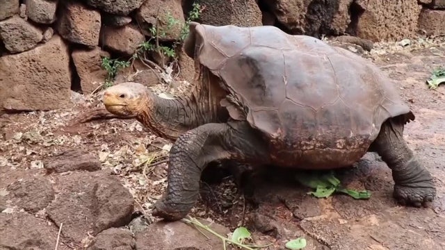 Diego the tortoise retires, high sex drive credited with helping to save his species in the Galapagos