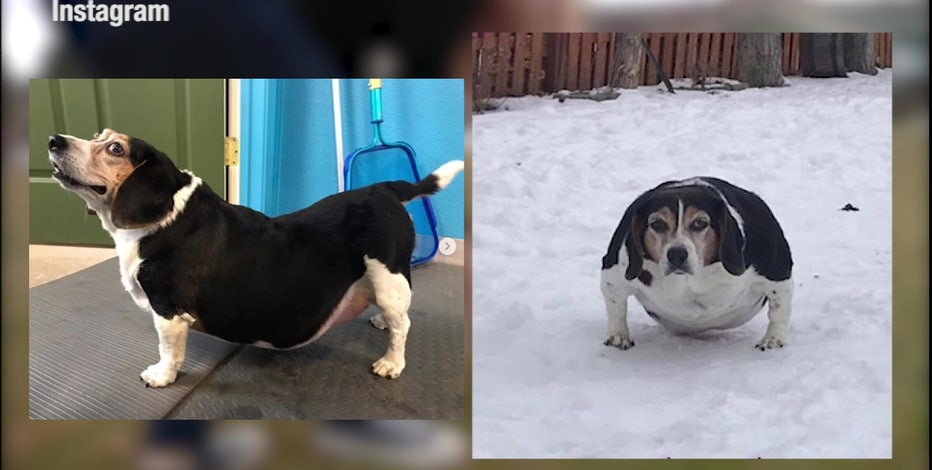 LeiNoa beagle 大きいサイズ WTVT-Still-2020-01-09-