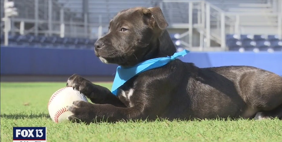 Houston's pro athletes and their adorable dogs