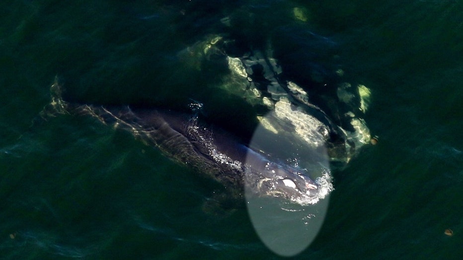 injured-whale-calf.jpg
