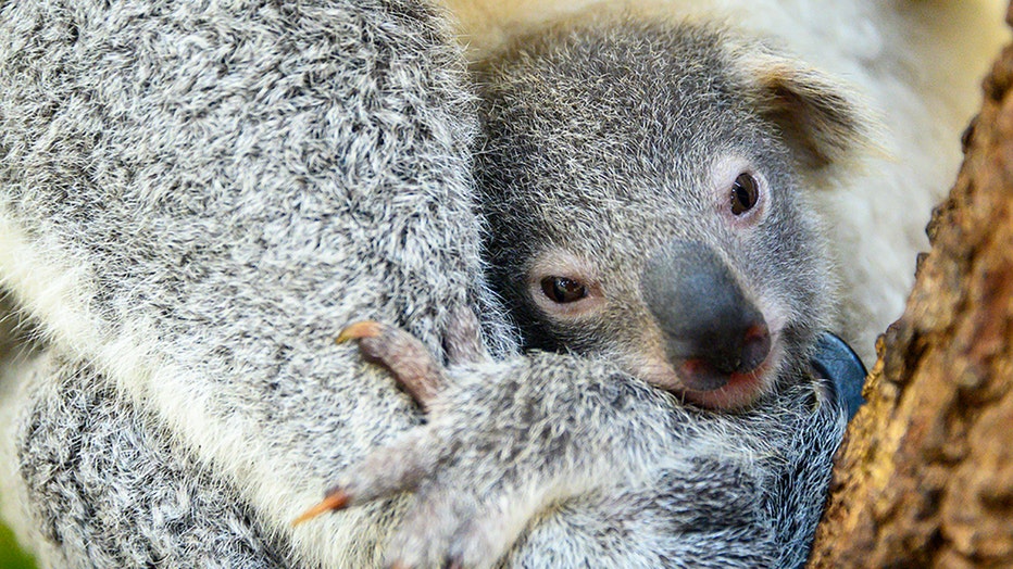 South Florida zoo celebrates birth of baby koala | FOX 13 Tampa Bay