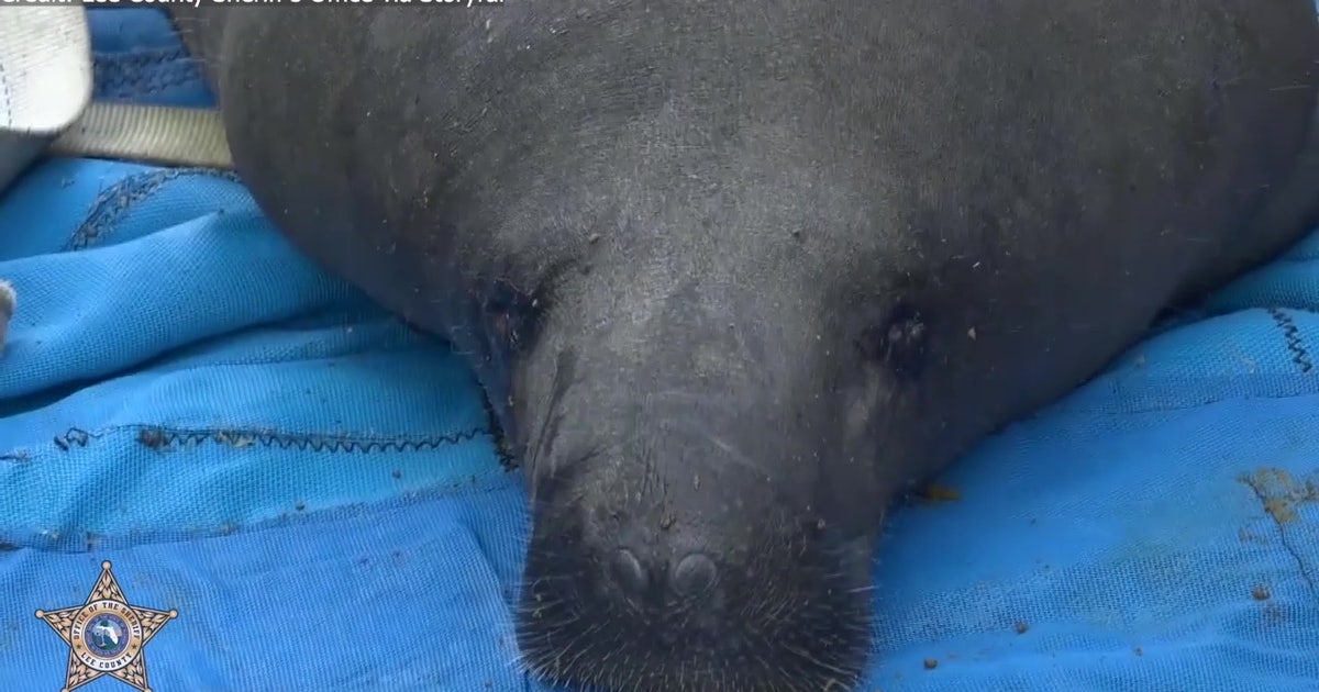 Rehabilitated manatees released back in Florida waters | FOX 13 Tampa Bay