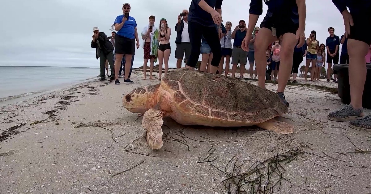 Rescued loggerhead sea turtle released into Gulf of Mexico after 8 ...