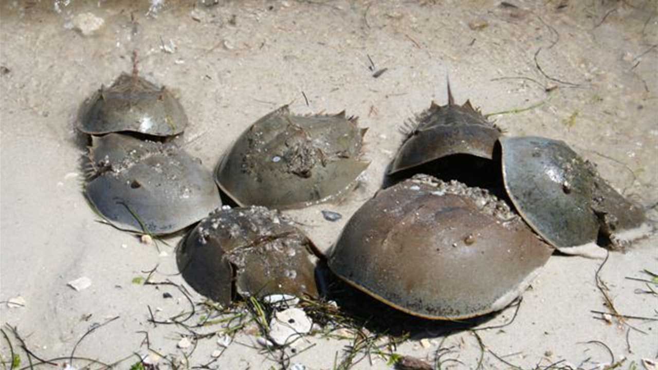 belediging Snooze Rationeel FWC wants you to help them track horseshoe crab sightings during peak mating season belediging Snooze Rationeel FWC wants you to help them track horseshoe crab sightings during peak mating season
