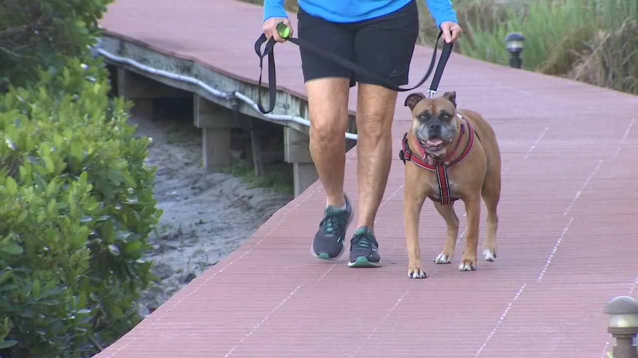Tips for picking a pet sitter you can trust and your pet will love FOX 13 Tampa Bay