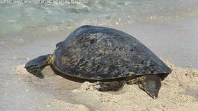 Turtle released into ocean after losing flipper in fishing line accident