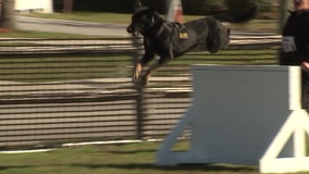 Dozens of police dogs show off skills in Pinellas Park  