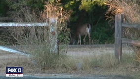 FWC considers new hunting regulation to prevent spread of 'zombie deer disease'