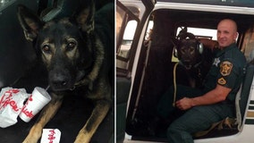 Retired Polk K9 Shea passes away, sheriff's office says