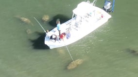 Bay Area boat captain says he wasn't harassing manatees in drone video; FWC investigating