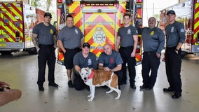 Shelter dog battling terminal cancer becomes honorary Pasco County firefighter